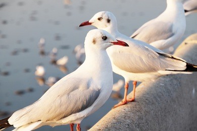 white seagull standing on the concrete - soft focus