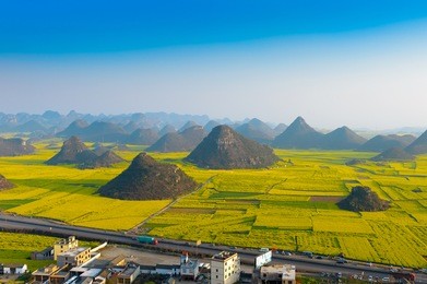 yellow rapeseed flower field in luoping, china