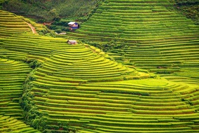 beautiful landscape view of rice terraces and house 