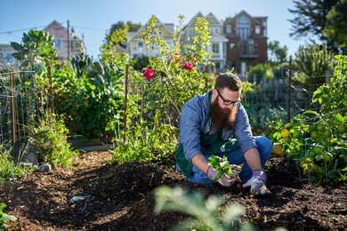 bearded millennial harvesting beets in an urban communal garden