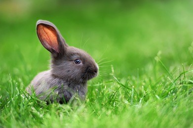 little rabbit on green grass in summer day
