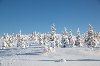 winter landscape in urho kekkonen national park, finland.