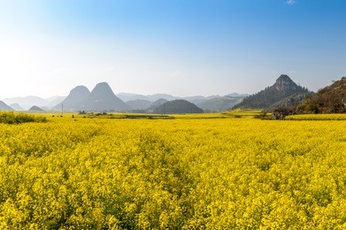 yellow rapeseed flower field in luoping, china