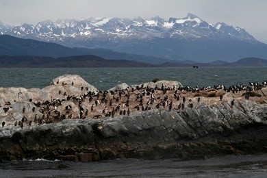 beagle channel islet with colonies of south american sea lions (otaria flavescens) and cormorants, tierra del fuego, argentina