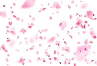 vector bright cherry petals fall down. a lot of pink petals on white background. nature horizontal backdrop.