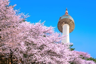 seoul tower and pink cherry blossom, sakura season in spring,seoul in south korea.