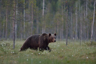 brown bear walking with forest background