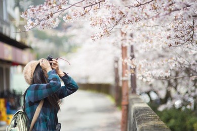 a traveler sightseeing in japan cherry blossom