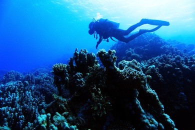 group of divers underwater on a coral reef