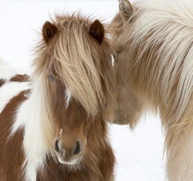 portrait of icelandic horses with long mane and forelock in winter