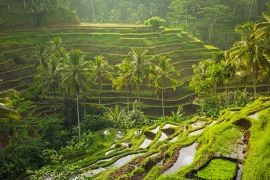 beautiful rice terraces in the morning light near tegallalang village, ubud, bali, indonesia.