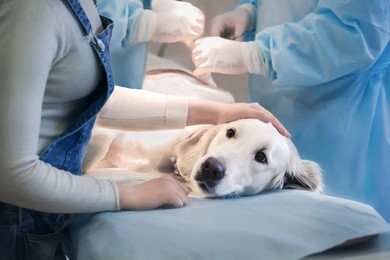 ill retriever in veterinary clinic.