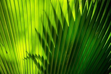 sun shining through a radiating green leaf. natural background texture.
