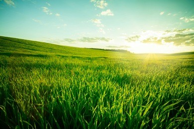 green meadow under blue sky with clouds