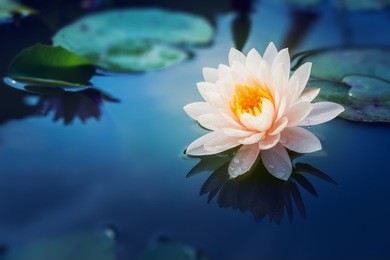 beautiful lotus flower is complimented by the rich colors of the deep blue water surface.