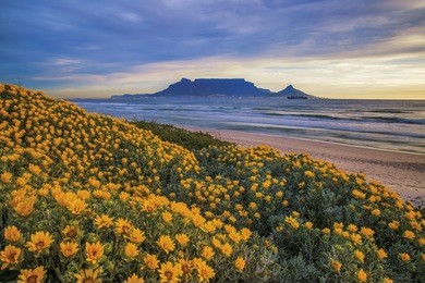  table mountain. during spring flowers can be seen along the coastline cape town, south africa. color photo. 