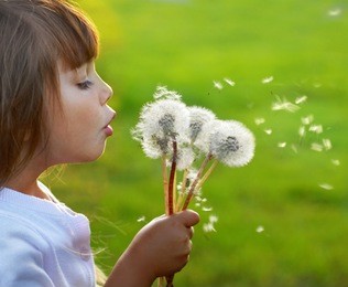 fun with dandelions