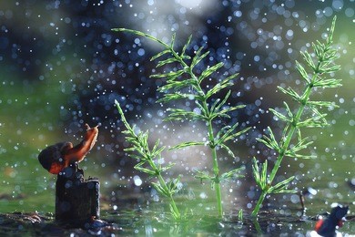 snail on the marsh spring rain