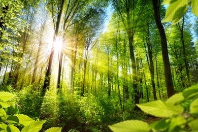 scenic forest of fresh green deciduous trees framed by leaves, with the sun casting its warm rays through the foliage