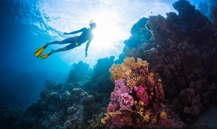 free diver swimming underwater over vivid coral reef. red sea, egypt