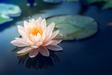  lotus flower  in pond