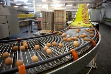 eggs production line