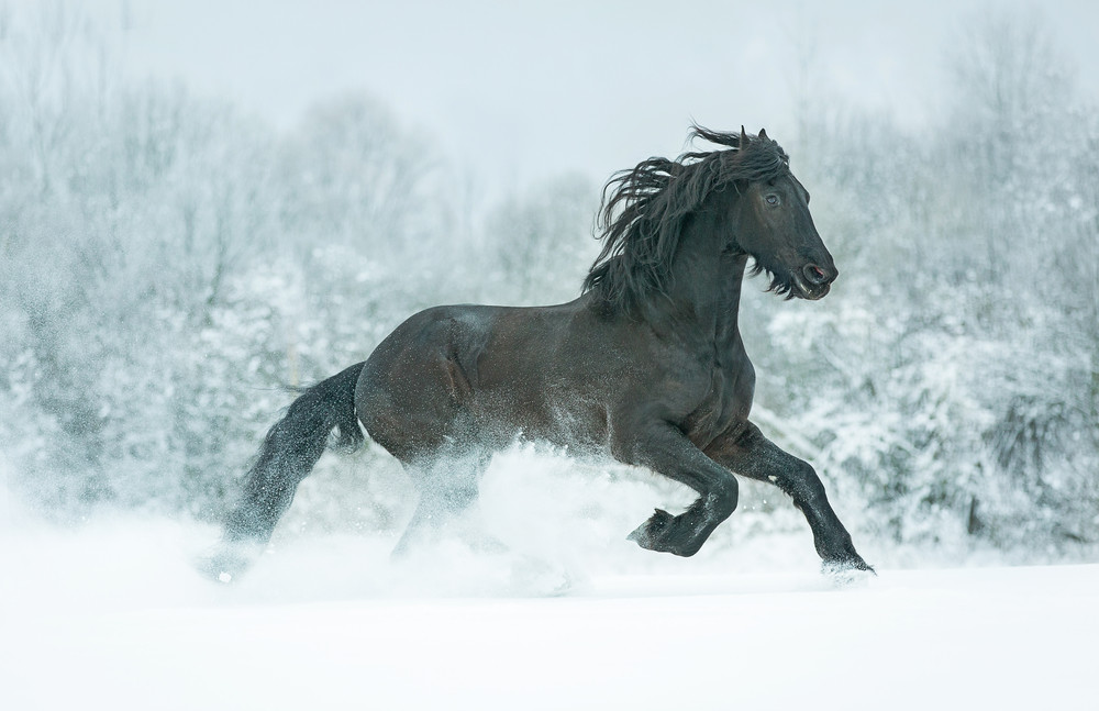 black stallion galloping in snow meadow.