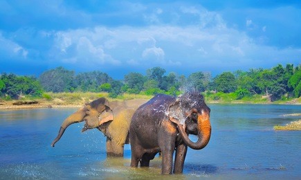 cute asian elephants blowing water out of his trunk in chitwan n.p. nepal
