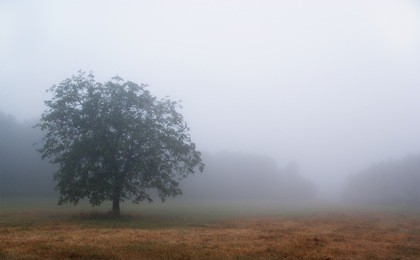 tree isolated by the heavy fog early in the morning in chianti. cool tone image.