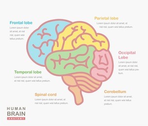 medical illustration showing the structure of the human brain. vector human brain side view. human brain in lineal flat style. human brain and body anatomy. infographic, template, layout, elements.