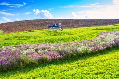 green meadow and cosmos flower with cloud sky in singha park garden,thailand