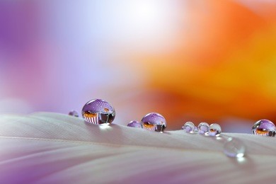 dandelions with waterdrops on orange background...