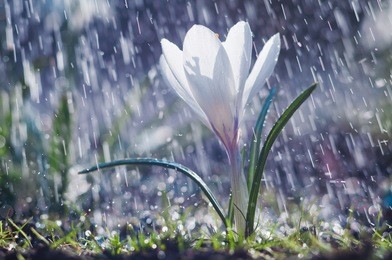 beautiful spring white crocus in the spring rain
