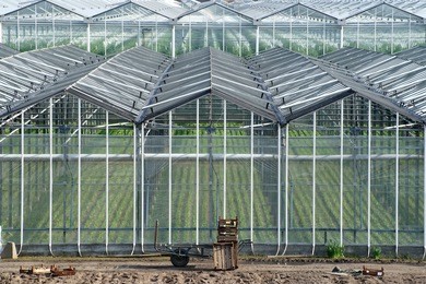 old greenhouse with vintage wooden boxes in front of a modern, higher greenhouse in the netherlands.