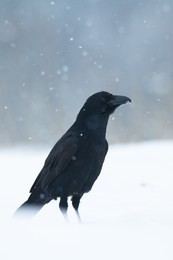 bird - black raven (corvus corax) in winter time. looking for something to eat. landing on the snowy meadow.