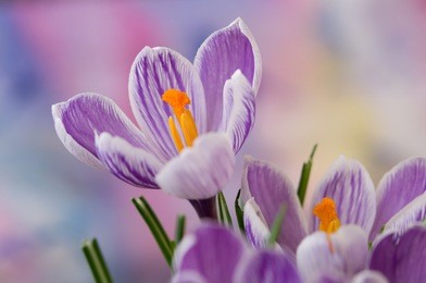 spring flowers