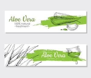 vector aloe vera hand drawn illustrations. detailed drawing. aloe vera banner, poster, label, brochure template for business promote.
