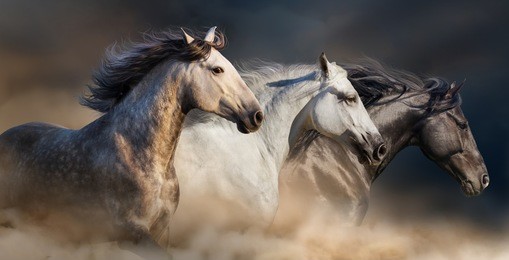 horses with long mane portrait run gallop in desert dust