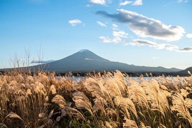 beautiful view of fuji mountain and field landscape at lake kawaguchi in autumn season, this mountain is a famous natural landmark of japan