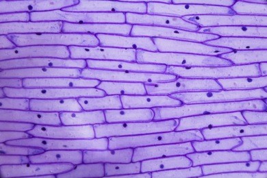 purple onion peel under the microscope.