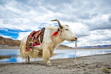 white tibetan yak
