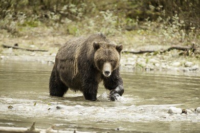 large male grizzly bear combs the river for salmon in the great bear rainforest of british columbia..