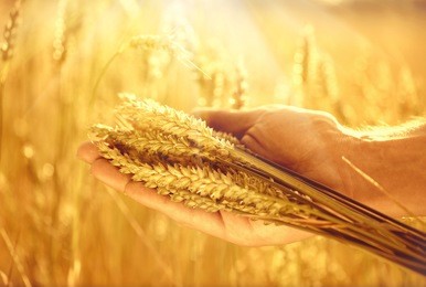 wheat ears in man's hands. harvest, harvesting concept, young farmer in field touching his wheat ears. crop protection. cultivated agricultural wheat field. sun light, backlit 