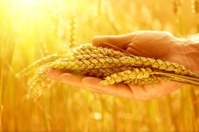 wheat ears in man's hands. harvest, harvesting concept, young farmer in field touching his wheat ears. crop protection. cultivated agricultural wheat field. sun light, backlit 