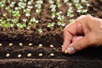 farmer's hand planting seeds in soil