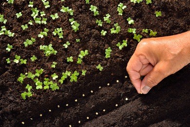 farmer's hand planting seeds in soil