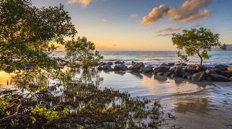 tropical sunrise mangroves coral sea beach port douglas