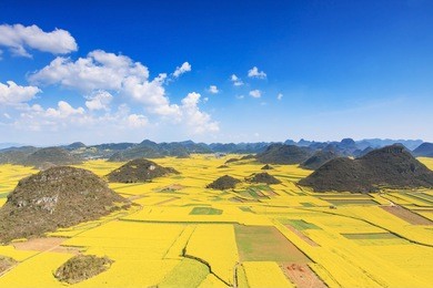 rapeseed flowers of luoping in yunnan china