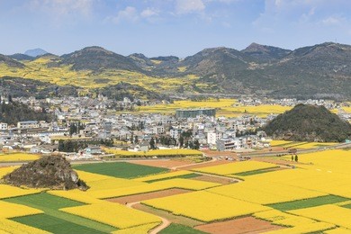 rapeseed flowers of luoping in yunnan china