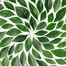 green leaves arranged in spiral shape on white background. flat lay.